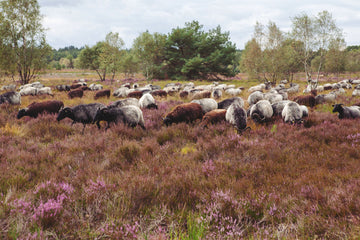 Natives of the purple European heath.