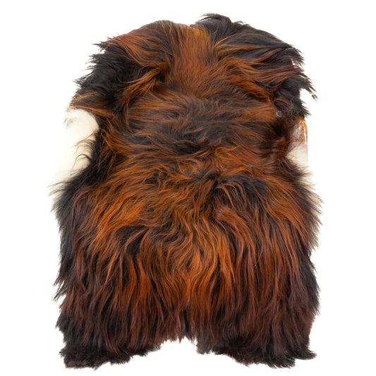 Large Coarse Wool Black Lighted to Dark Auburn Icelandic Sheepskin