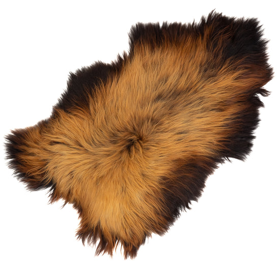 Large Coarse Wool Black Lighted to Light Auburn Icelandic Sheepskin Rug