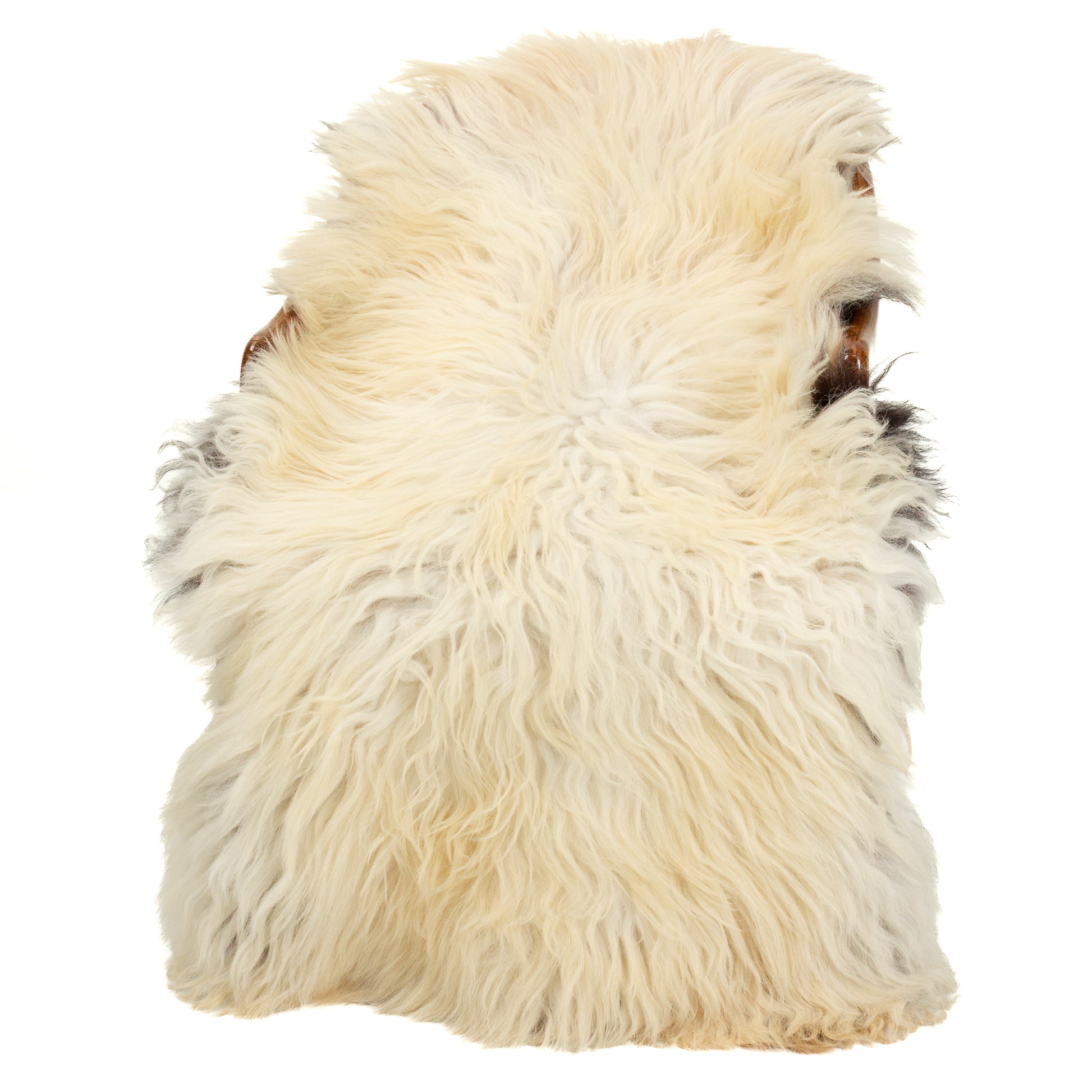 Large Coarse Long Thick Wool Dark Ivory White w Black Heidschnucke Sheepskin