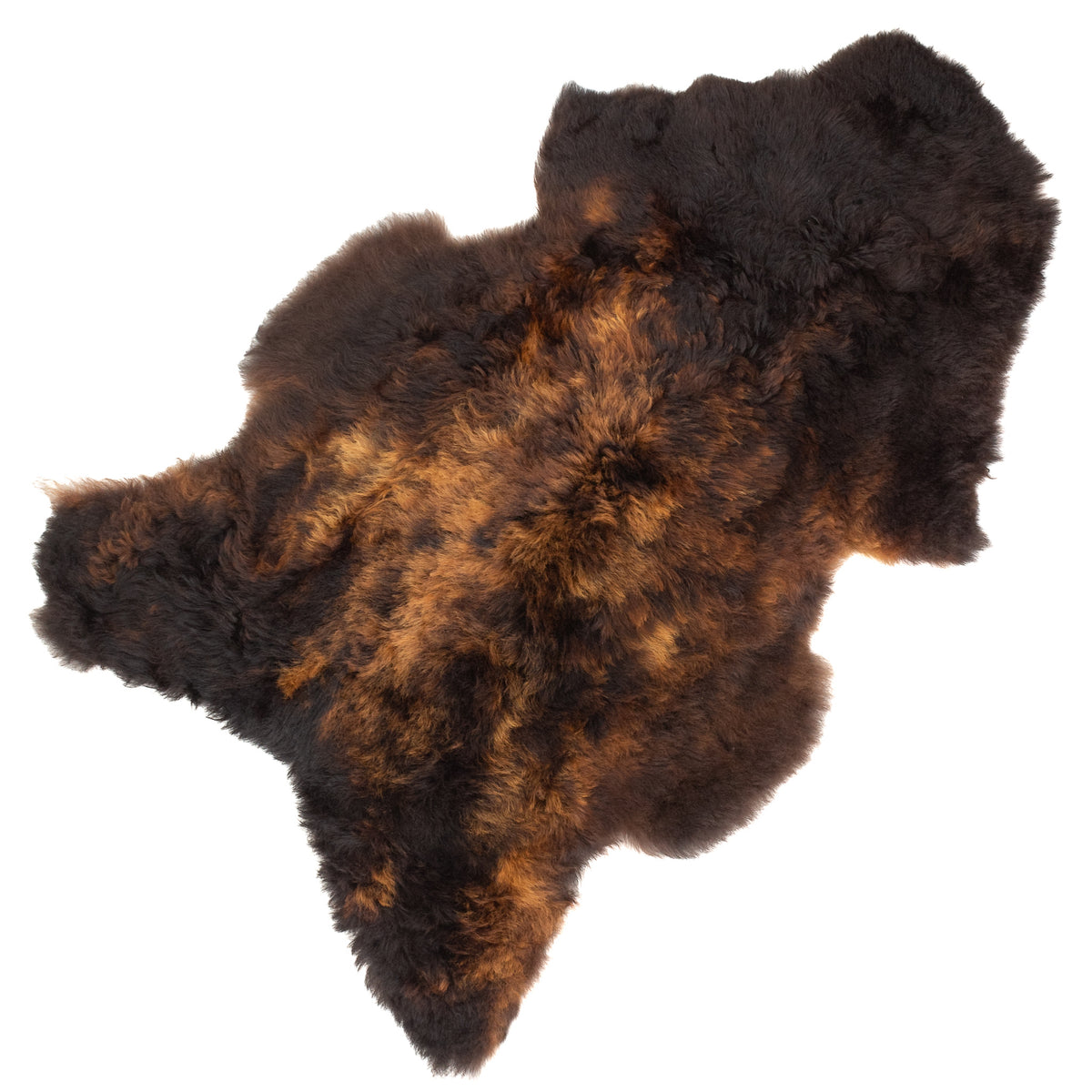 Large Shorn Fleece Black Lighted to Auburn Icelandic Sheepskin Rug